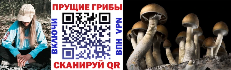 Псилоцибиновые грибы GOLDEN TEACHER  Козловка 